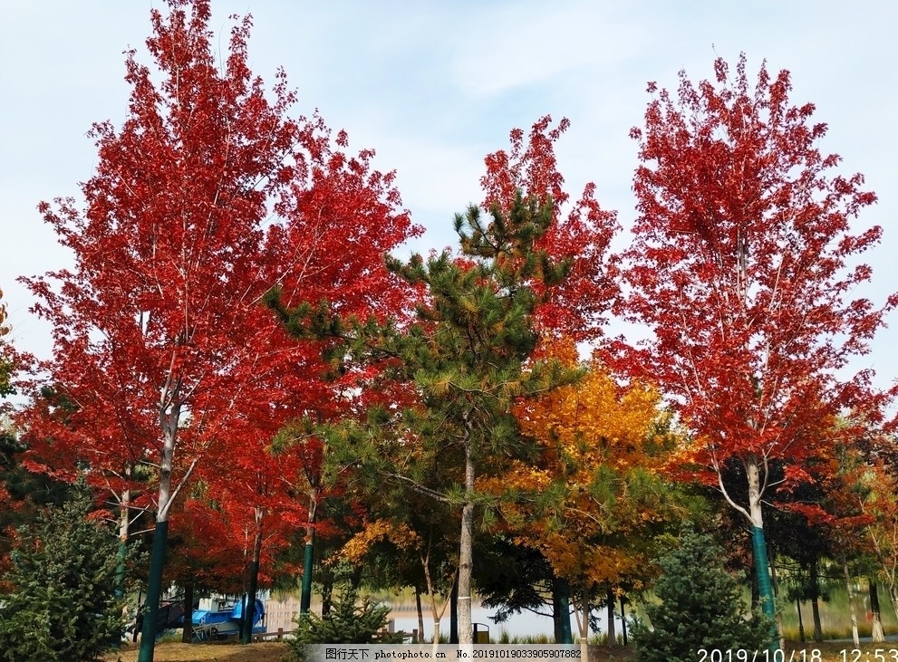 松山城红叶