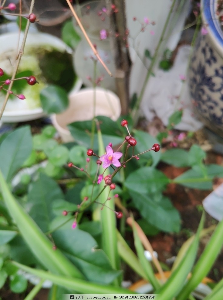 土人参图片 花草 生物世界 图行天下素材网