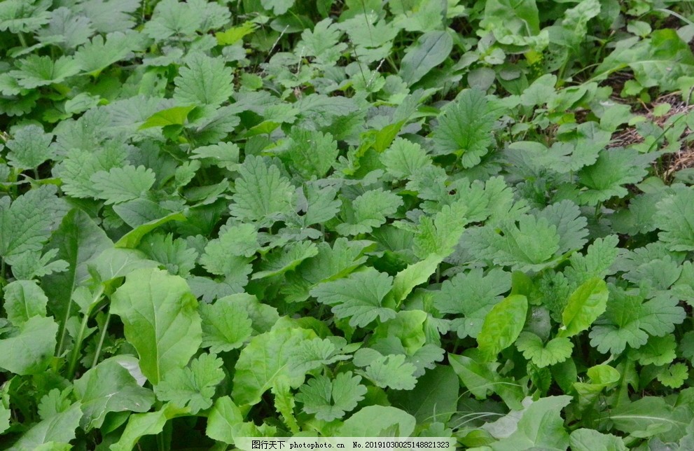 å¤è‡³è‰å›¾ç‰‡ èŠ±è‰ ç