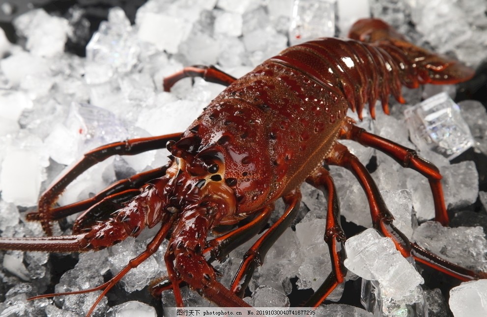 大龙虾,澳洲大龙虾,鳌虾,海鲜大餐,海鲜,大虾,高档食材,海产品,澳洲龙虾,传统美食,摄影,餐饮美食,餐饮食材图片,其他,72DPI,JPG