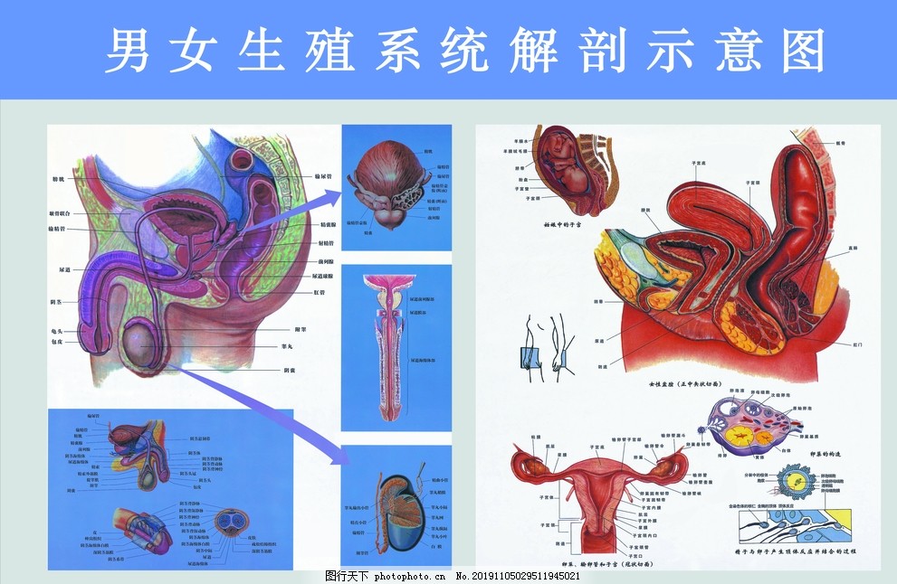 男女生殖系统解剖图