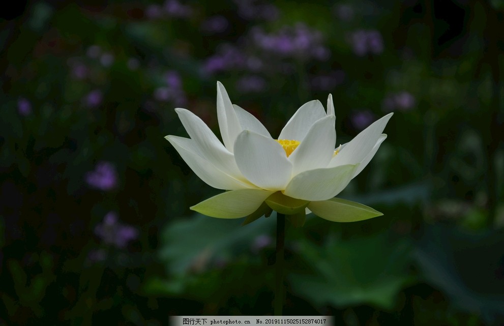 白莲花图片 花草 生物世界 图行天下素材网