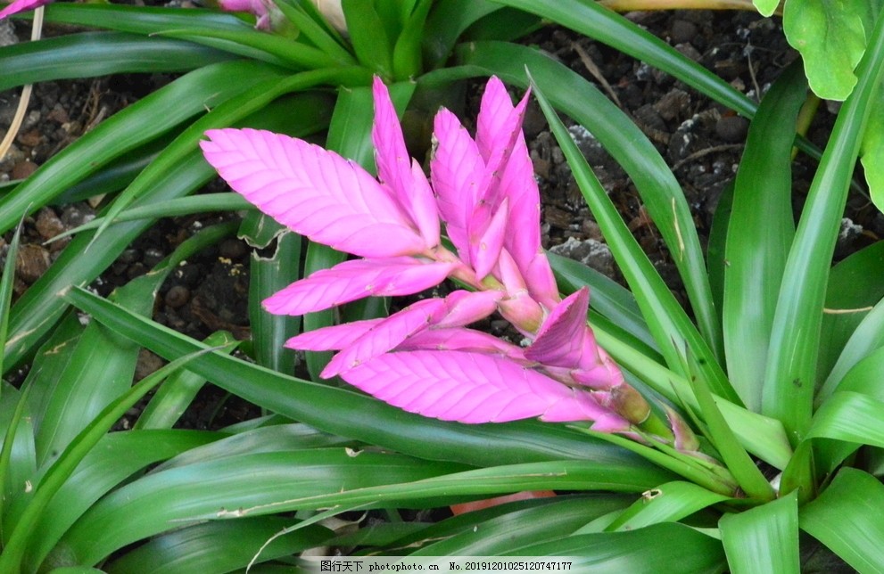 紫凤梨图片 花草树木 自然风景 图行天下素材网