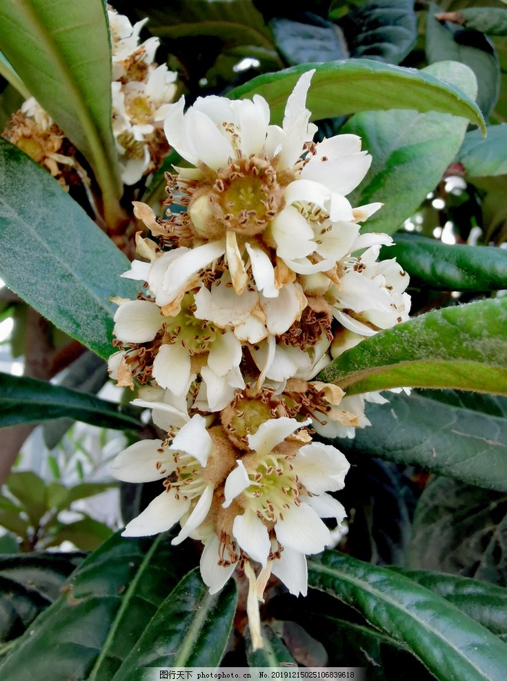 枇杷花图片 花草 生物世界 图行天下素材网