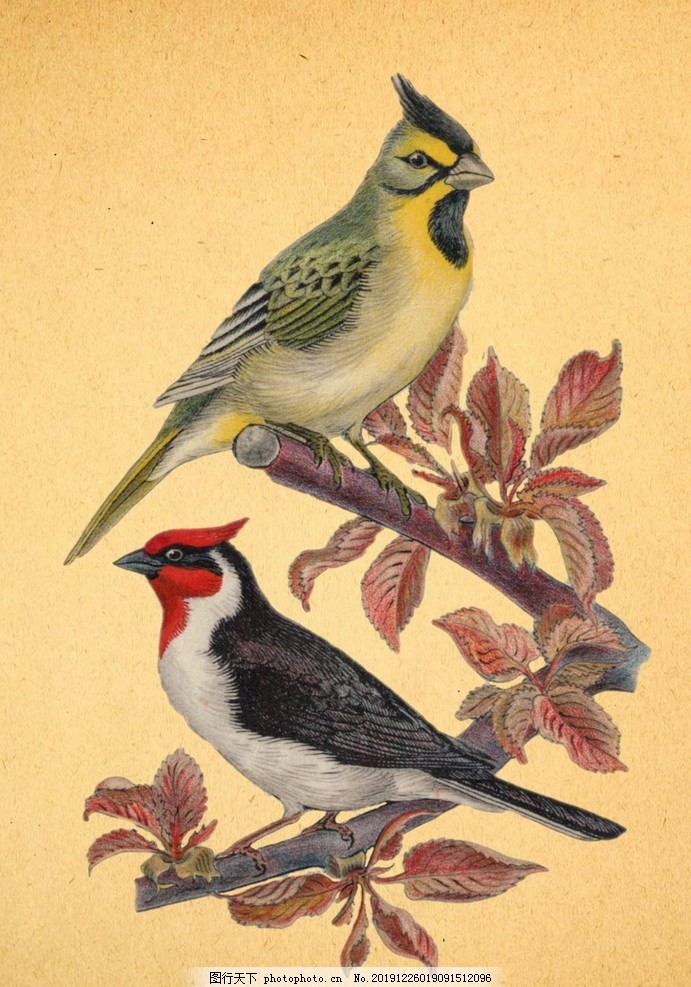 鸟,动物,小鸟,珍稀,珍稀鸟类,野鸟,羽毛