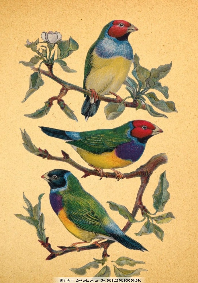 鸟,动物,小鸟,珍稀,珍稀鸟类,野鸟,羽毛,鸟儿,脊椎动物,鸟类,飞禽,飞行,鸟特写,摄影,鸟素材,鸟壁纸,大鸟抓拍,大鸟,鸟动态,小鸟设计,鸟设计,花鸟画,设计,文化艺术,绘画书法,72DPI,JPG